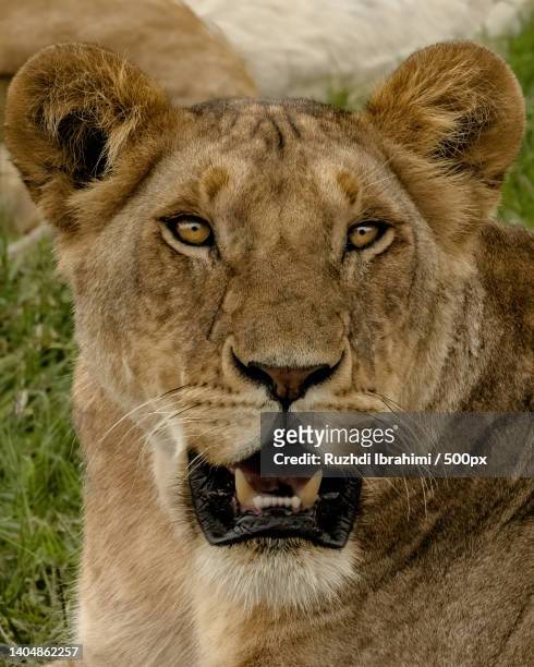close-up portrait of lion - schnurrhaar stock-fotos und bilder