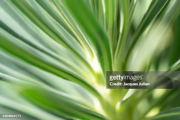abstract plant - agave plant stockfoto's en -beelden