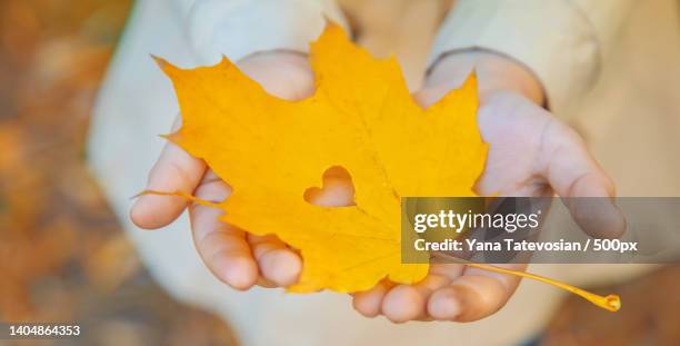 children in the park with autumn leaves selective focus - coin in palm of hand stock pictures, royalty-free photos & images