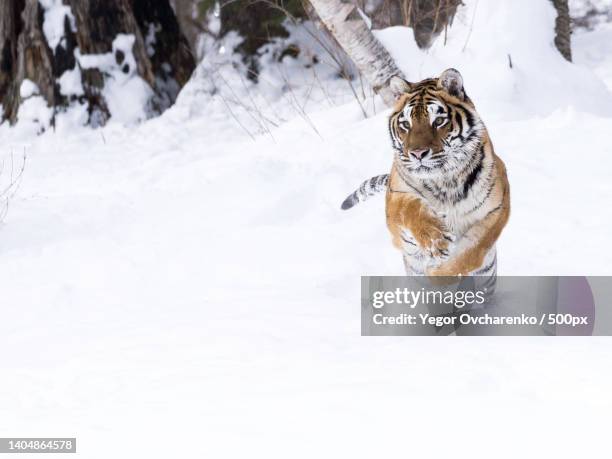 portrait of dog running on snow covered field - dog cat snow stock pictures, royalty-free photos & images