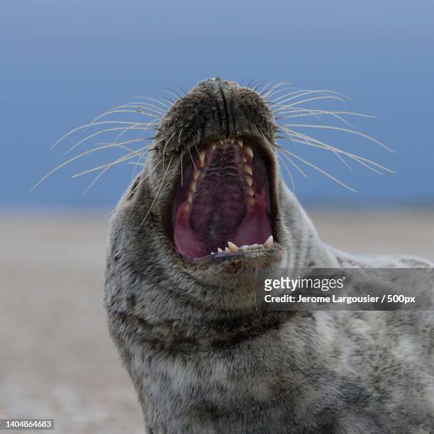 close-up of seal yawning at beach - seal pup 個照片及圖片檔