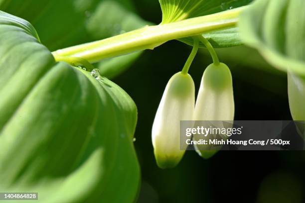 polygonatum multiflorum sceau de salomon eurasian solomons seal - polygonatum multiflorum stockfoto's en -beelden