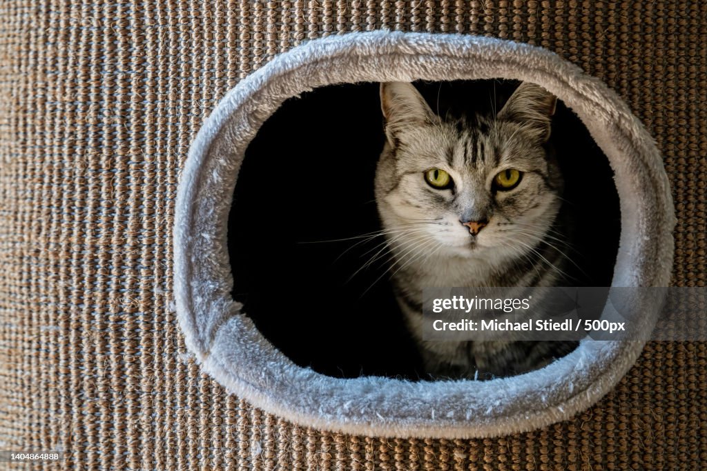 Close-up portrait of cat in cardboard box,Wien,Austria