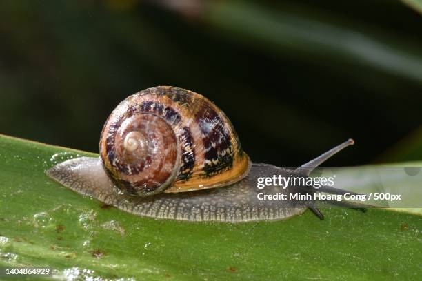 garden snail petit gris helix aspersa cornu aspersum cryptomphalus aspersus - garden snail 個照片及圖片檔