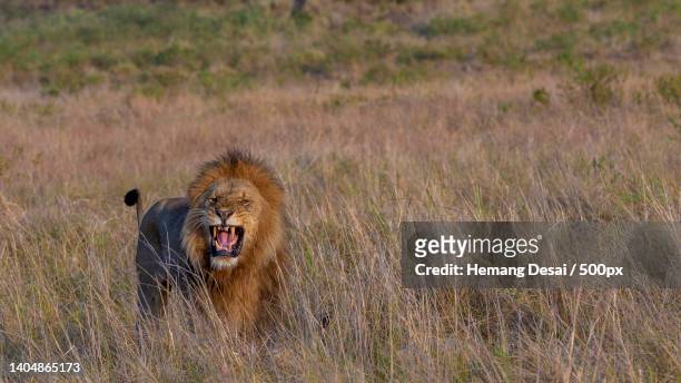 close-up portrait of a lion roaring towards camera in tall grassy field - carnivora stock pictures, royalty-free photos & images