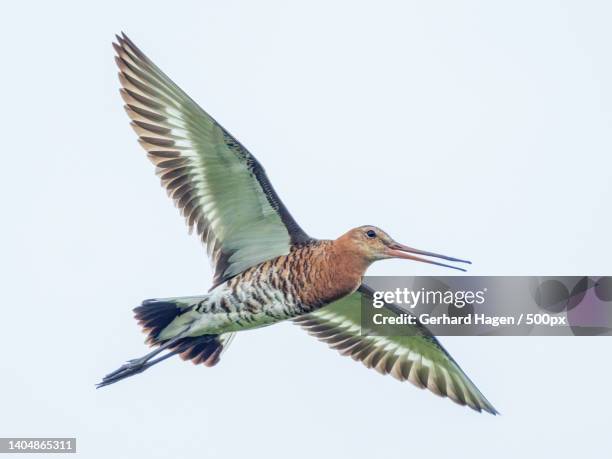 low angle view of godwit flying against clear sky,teichwiesen,germany - grutto stockfoto's en -beelden
