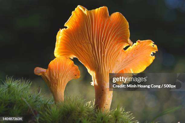 cantharellus cibarius chanterelle girolle echter pfifferling nm mng g - chanterelle stock pictures, royalty-free photos & images