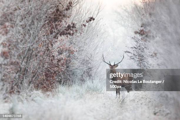 side view of red deer standing in forest,rambouillet,france - rambouillet forest stock pictures, royalty-free photos & images