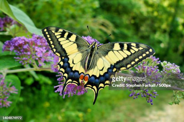 close-up of butterfly pollinating on purple flower,dordogne,france - old world swallowtail stock pictures, royalty-free photos & images