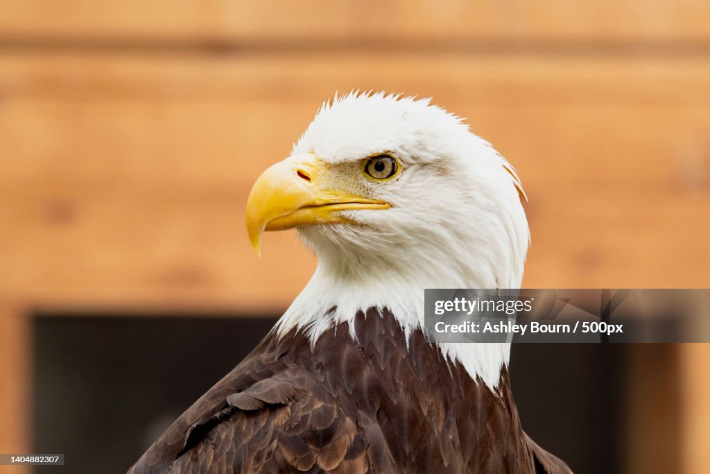 Close-up of bald eagle,San Antonio,Texas,United States,USA