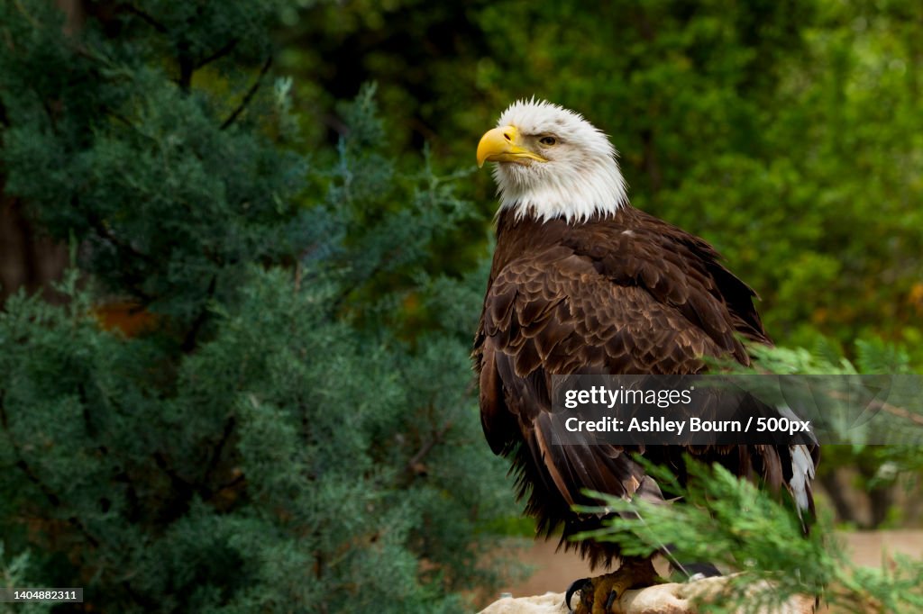 Close-up of bald eagle perching on branch,San Antonio,Texas,United States,USA