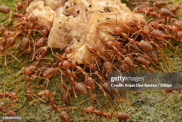close-up of prawns on field - fire ants stock-fotos und bilder