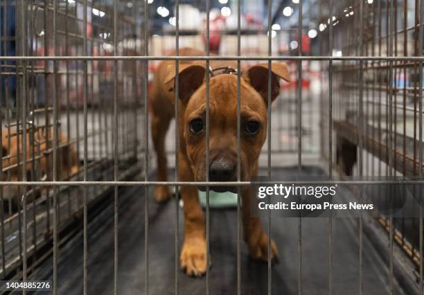 Rhodesian Ridgeback dog at the opening of the World Dog Show, at the Feria de Madrid, Ifema, on 24 June, 2022 in Madrid, Spain. The World Dog Show is...