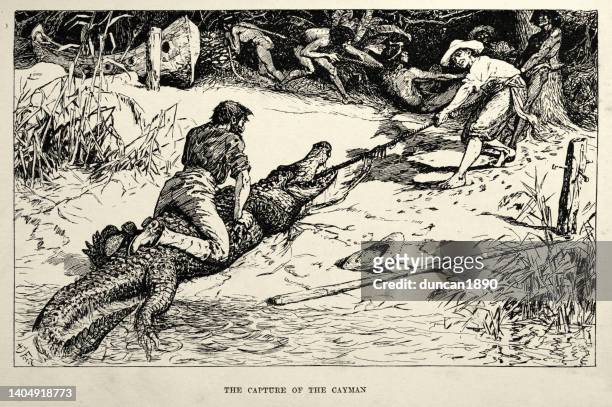 charles waterton capturing the caiman, victorian animal stories 19th century - caiman stock illustrations
