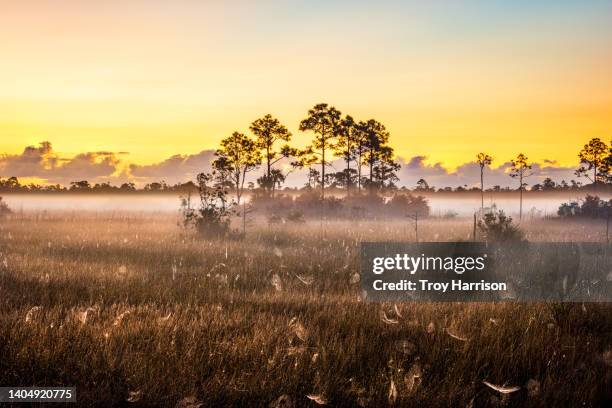 sunrise over a foggy everglades morning - parque nacional everglades fotografías e imágenes de stock