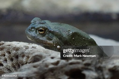 Toad Toad