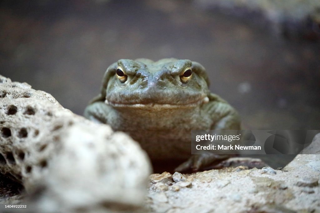 Toad