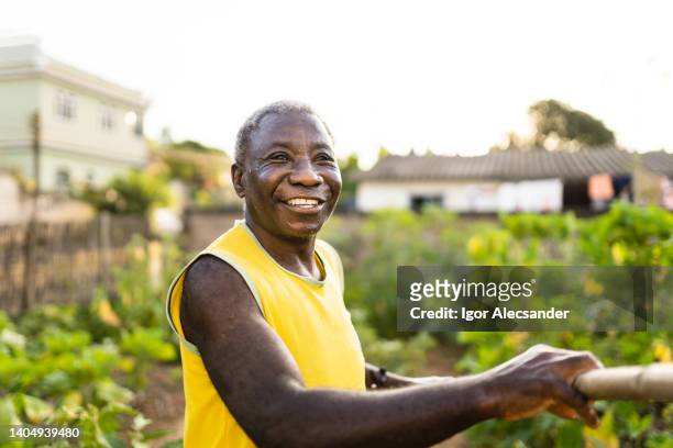 elderly man in his backyard vegetable garden - south american culture stock pictures, royalty-free photos & images