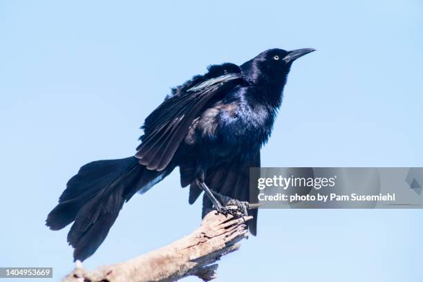 close-up of great-tailed grackle ruffling its feathers while perched on end of log - ruffling stock pictures, royalty-free photos & images
