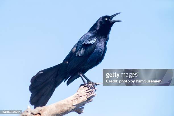 close-up of great-tailed grackle calling from perch at end of a log - call of the wild 個照片及圖片檔