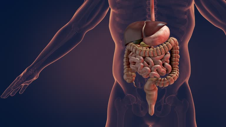 Digestive System Videos and HD Footage - Getty Images Digestive System Videos and HD Footage - Getty Images