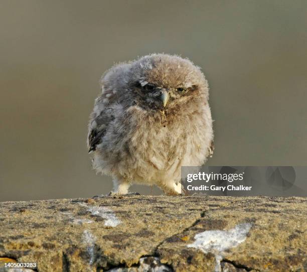 Little Owl Athene Noctua High-Res Stock Photo