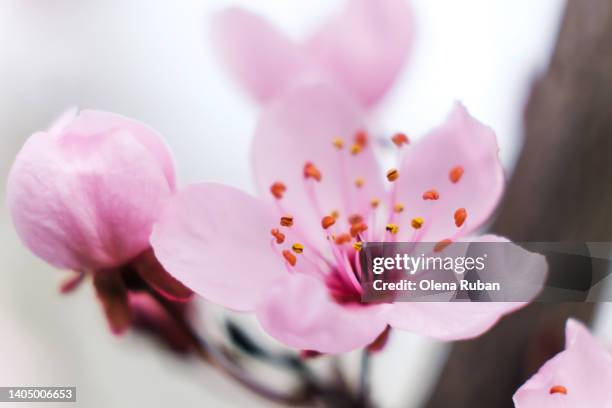 full frame of cherry blossoms. - japanese cherry blossom wallpaper stock-fotos und bilder