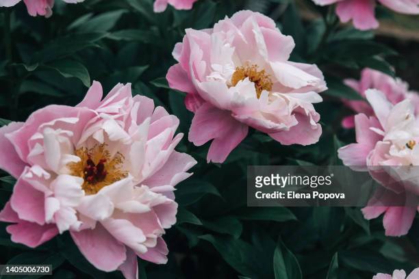pink peony flowerbed against dark green garden background - feld rose stock-fotos und bilder
