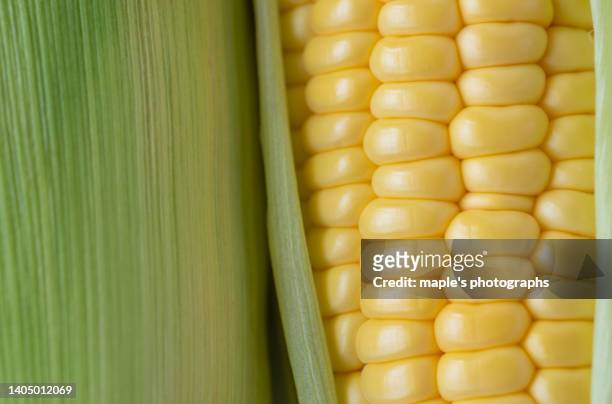 fresh cone - cornfield stockfoto's en -beelden