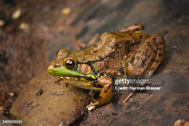 170 Frog Trap Stock Photos, High-Res Pictures, and Images - Getty Images