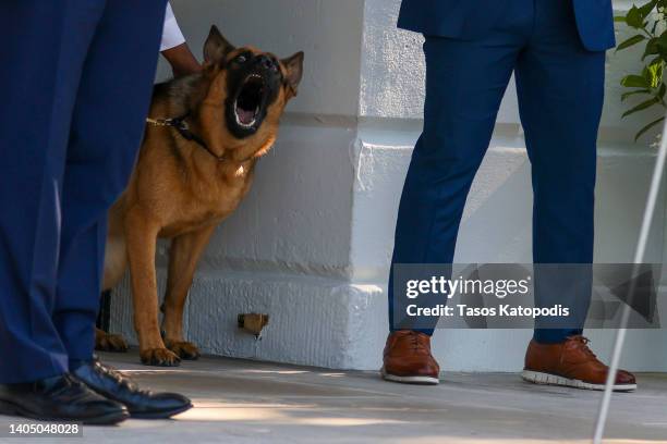 Commander, the dog of U.S. President Joe Biden, looks on as Biden departs on the south lawn of the White House on June 25, 2022 in Washington, DC....