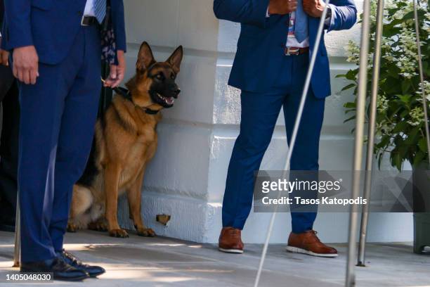 Commander, the dog of U.S. President Joe Biden, looks on as Biden departs on the south lawn of the White House on June 25, 2022 in Washington, DC....