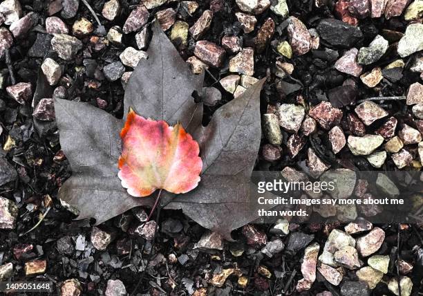 two autumn leaves stand over a bed of gravel. - maple leaf heart stock pictures, royalty-free photos & images