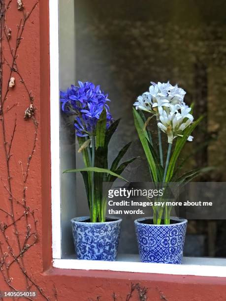 two blue and white vases with agapanthus on window. - agapanthus stock pictures, royalty-free photos & images