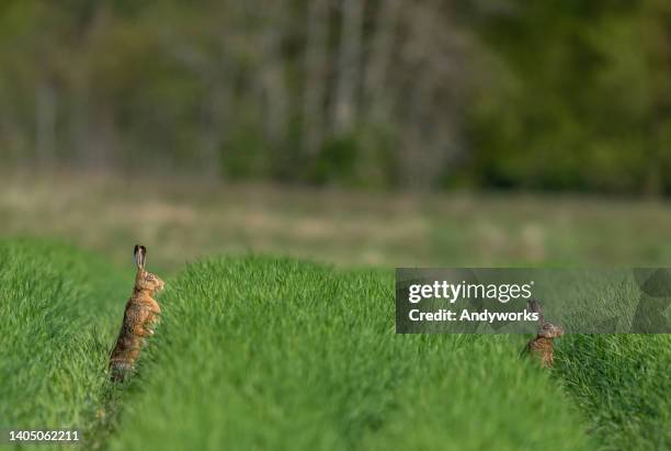 two brown hares - brown hare stockfoto's en -beelden