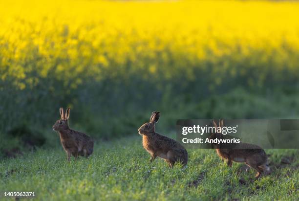 three brown hares - hare stock pictures, royalty-free photos & images