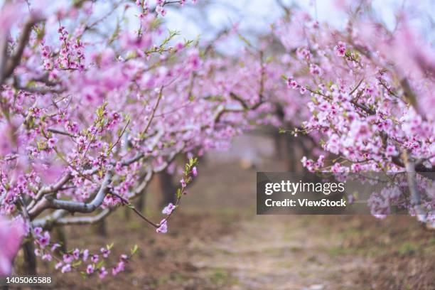 peach trees peach blossom in full bloom spring spring scenery garden spring flowers bloom - fiore di pesco foto e immagini stock