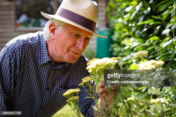 senior man pruning plants and flowers in the garden - examining lawn stock pictures, royalty-free photos & images