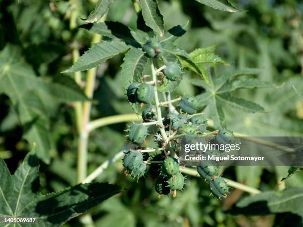 castor plant and its fruits - castor bean plant foto e immagini stock