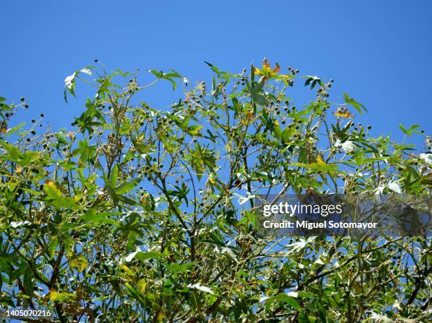 castor plant and its fruits - castor foto e immagini stock