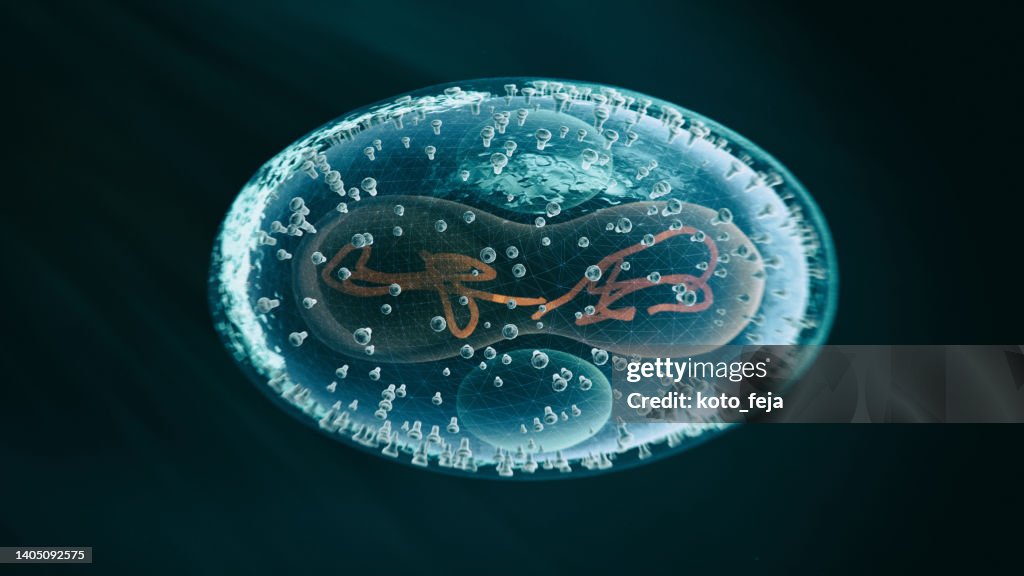 Viral Infection Monkeypox Virus