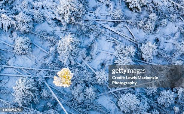 last one standing - scotland snow stock pictures, royalty-free photos & images