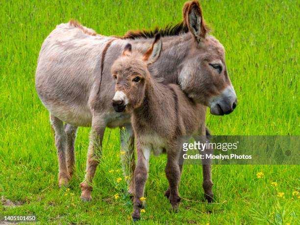 portrait of a donkey family - donkey stock-fotos und bilder