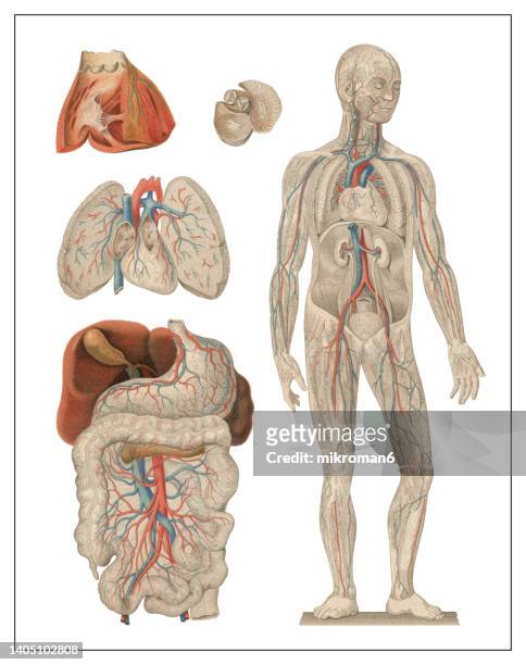 old chromolithograph illustration of the human bloodstream - abdomen diagram stock pictures, royalty-free photos & images