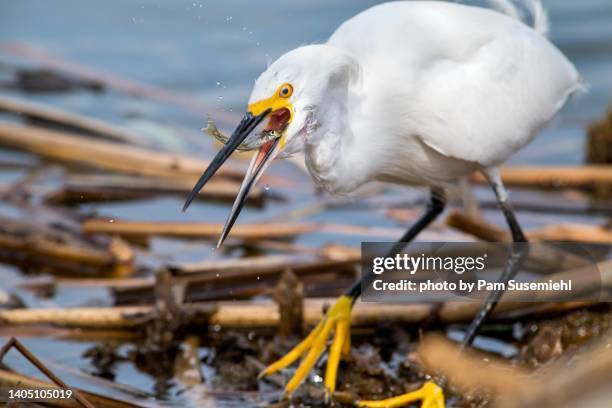 close-up of snowy egret tossing a minnow into its mouth - snowy egret stock pictures, royalty-free photos & images