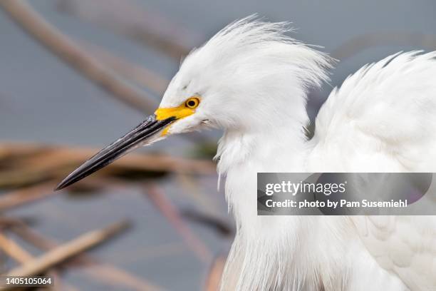 extreme close-up of snowy egret ruffling its feathers - ruffling stock pictures, royalty-free photos & images