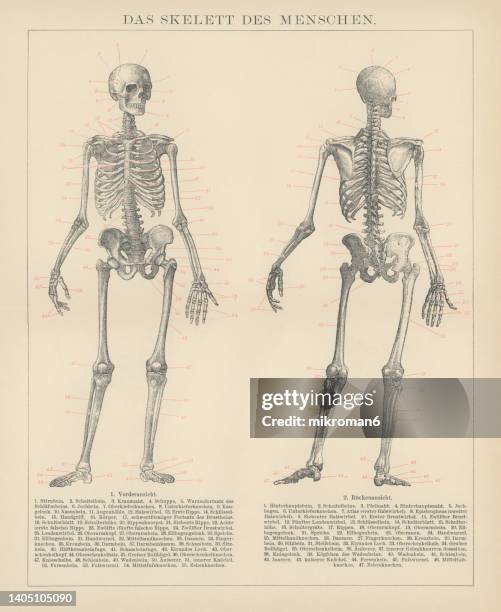 old engraved illustration of human skeletons - human anatomy organs back view fotografías e imágenes de stock