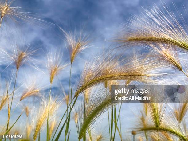 568 Foxtail Grass Stock Photos and High-Res Images - Getty Images