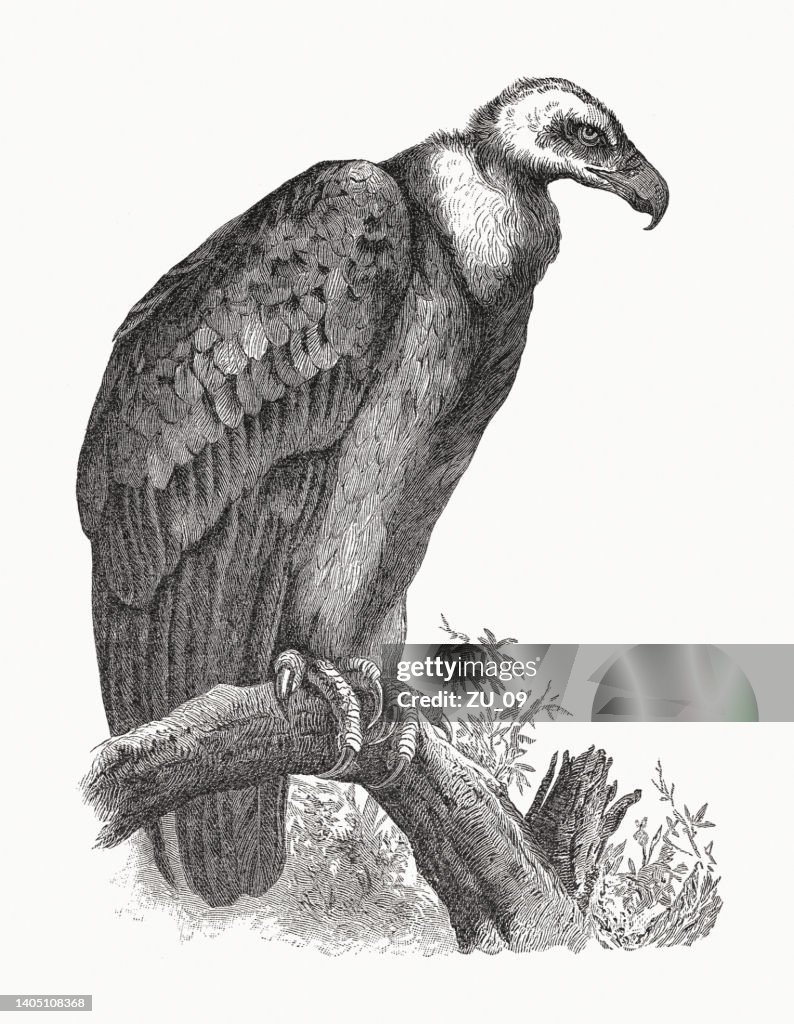 Griffon vulture (Gyps fulvus), wood engraving, published in 1891
