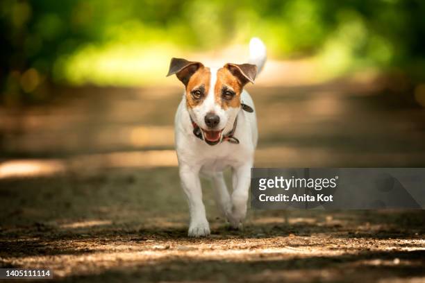 a dog walking in the shade of forest trees - jack russel photos et images de collection